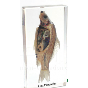 Fish Dissection Educational Embedded Specimen